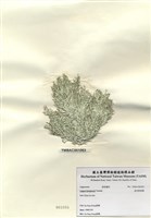 藏品(波氏粉枝藻)的圖片